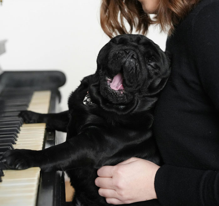 A yawning black pug sits next to a piano, comforted by a person’s embrace, showcasing ways to calm a dog. - 4