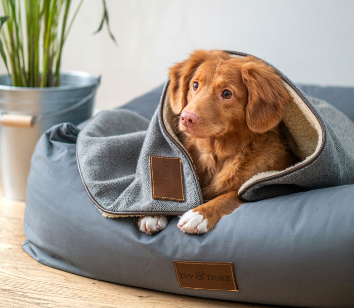 Dog calming in bed with a soft blanket, looking relaxed and cozy. - 3