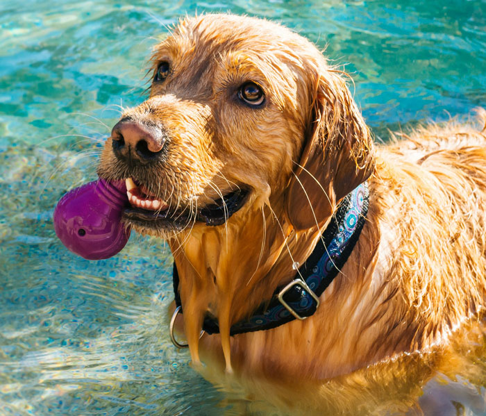 Golden retriever holding a toy while swimming, demonstrating calming activities for dogs. - 2