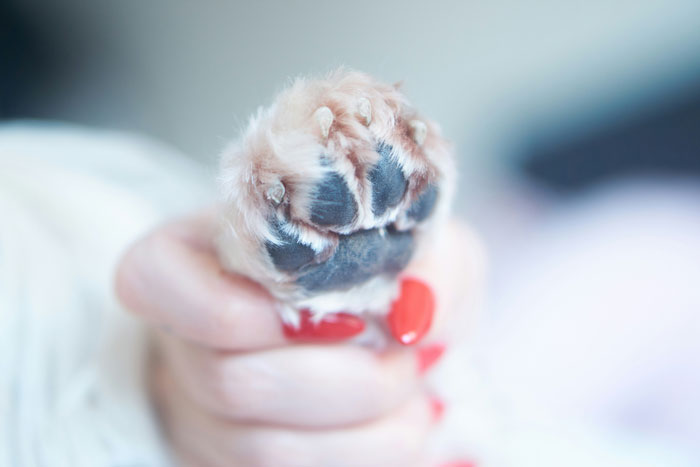 How to Cut Dog Nails Properly Covered By a Vet