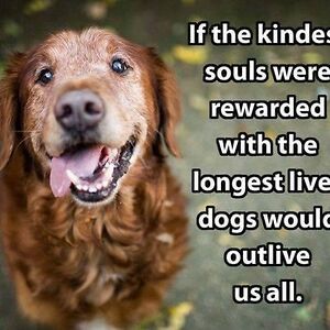 brendamccorkle avatar