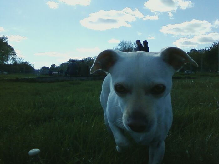 My Dog At The Dog Park Giving A Ride To Two People