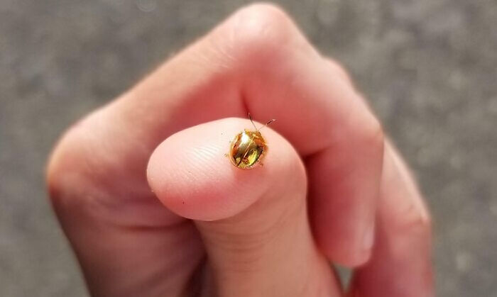 Little Golden Beetle