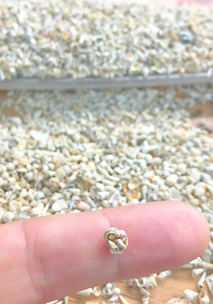 I Made Jewellery Using Shells From An Enchanting Beach