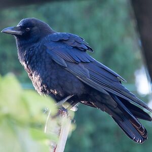 alanahowell571 avatar