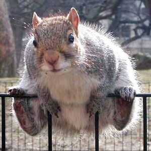 constipated squirrel