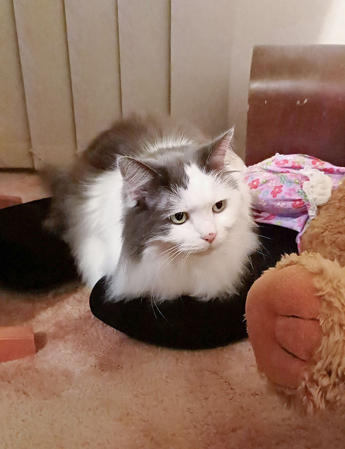 A Family Member Passed Away And I Inherited Their Cat