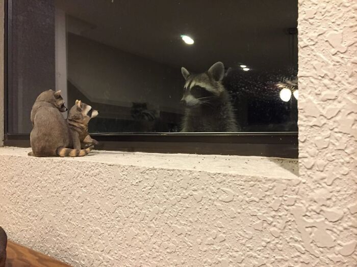 This Racoon Peeping Thru My Dad's Window At His Raccoon Figurines
