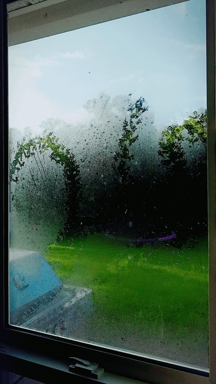 Tiny Frog Prints On The Dew On My Kitchen Window This Morning