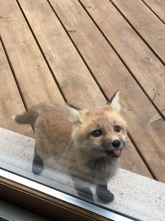 Firefox Has Encountered A Windows Error