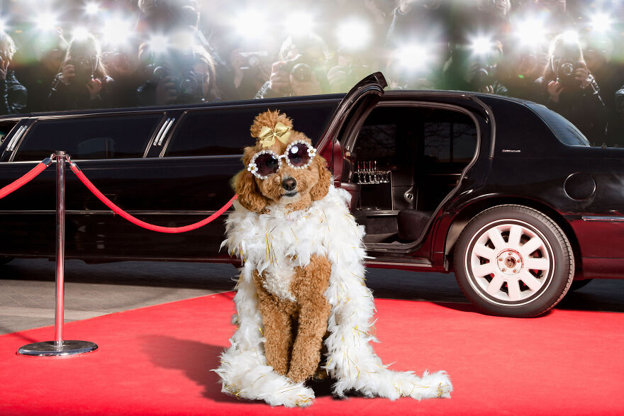 I Photographed 50 Dogs And Photoshopped Them Into Their Alter Egos. Here Are 15 Of My Favorites.