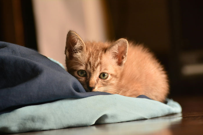 Orange kitten resting on blue fabric, related to understanding kitten constipation.