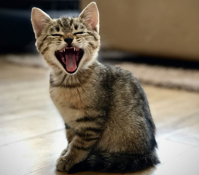 A yawning kitten sits on a wooden floor, highlighting common signs related to digestive health issues in young cats.