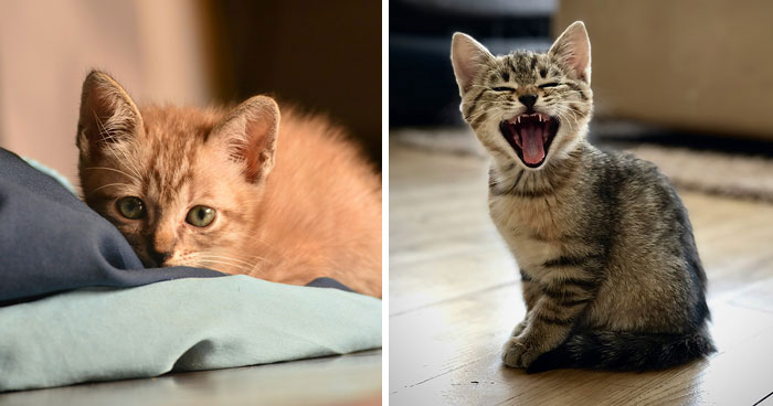 Kitten Constipation: Understanding Causes and Remedies