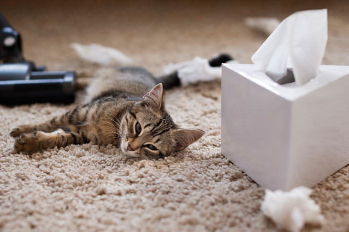 Kitten on carpet near tissue box, appearing relaxed and normal despite potential diarrhea symptoms.