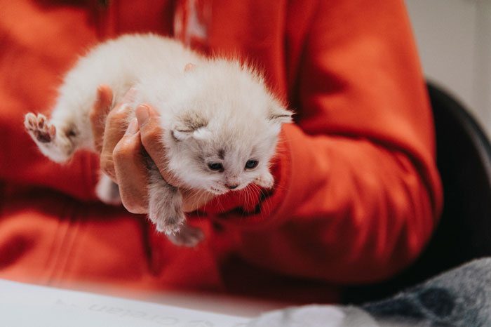 Person holding a fluffy kitten with diarrhea concerns, appearing normal and alert.