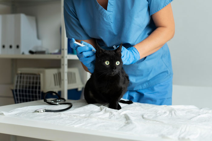 Vet examining a kitten for diarrhea symptoms in a clinic setting.