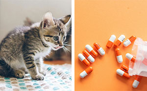 Kitten Has Diarrhea But Acts Normal: Causes, Symptoms, & When to Seek a Vet