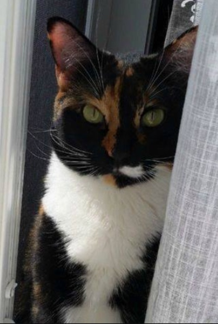 Our Lovely Lola! She's Shy, But Getting Better. Her Fur Is Soft As A Chinchilla's