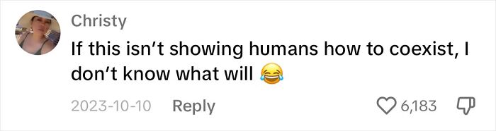 Touching Moment Mama Cat Adopts A Mouse As A Part Of Her Newest Litter Touching Moment Mama Cat Adopts A Mouse As A Part Of Her Newest Litter