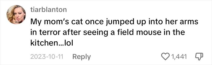 Touching Moment Mama Cat Adopts A Mouse As A Part Of Her Newest Litter Touching Moment Mama Cat Adopts A Mouse As A Part Of Her Newest Litter