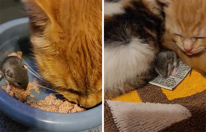 Touching Moment Mama Cat Adopts A Mouse As A Part Of Her Newest Litter