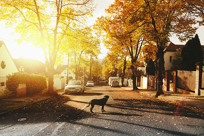 Dog standing in a quiet residential street with autumn trees and sunlight, symbolizing neighbor summer babysitter conflict.