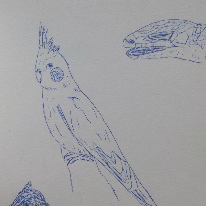 Cockatiel And Lizard
