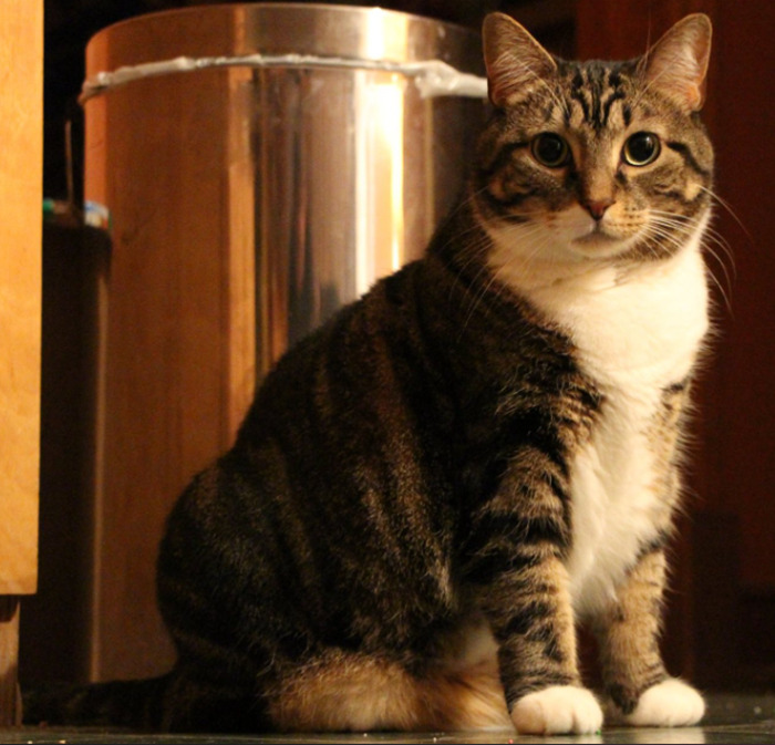 Peaches Marie/Patches, Our Smooth-Brained One. She's Super Affectionate, And Drools When She's Really Happy