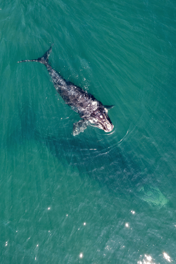Whale Thought To Have Gone Extinct In The Atlantic Spotted Again After 200 Years Of Absence