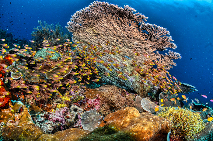Full Recovery For A Lifeless Coral Reef Within 4 Years, Study Finds Full Recovery For A Lifeless Coral Reef Within 4 Years, Study Finds