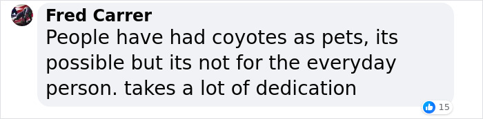 &ldquo;Dog&rdquo; Napping On Porch With Toys Turned Out To Be Not A Dog At All