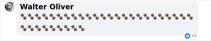 &ldquo;Dog&rdquo; Napping On Porch With Toys Turned Out To Be Not A Dog At All