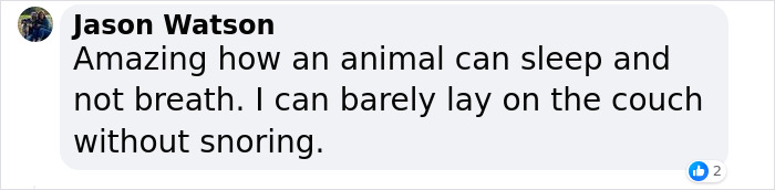 Sleepy, Cute And So Satisfying To Watch: Hippos Enjoying Underwater Spa - 17