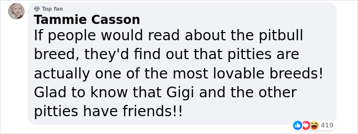 Pit Bull Overjoyed When She Finally Has Friends To Play With After Being Avoided By Other Dogs