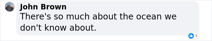 Whale Thought To Have Gone Extinct In The Atlantic Spotted Again After 200 Years Of Absence