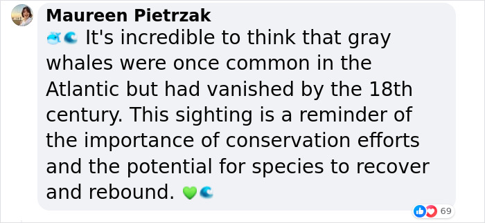 Whale Thought To Have Gone Extinct In The Atlantic Spotted Again After 200 Years Of Absence