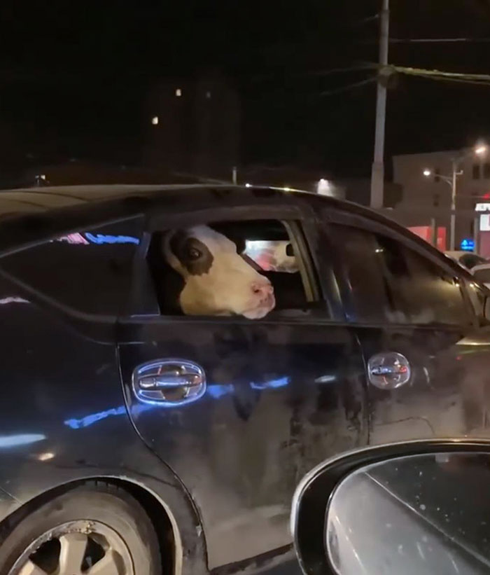 Cow Gets A Ride In A Prius (Mongolia)