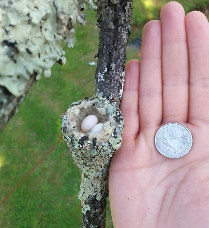 Here Is A Hummingbird Nest My Wife Found. I Don't Think I've Ever Seen One Before