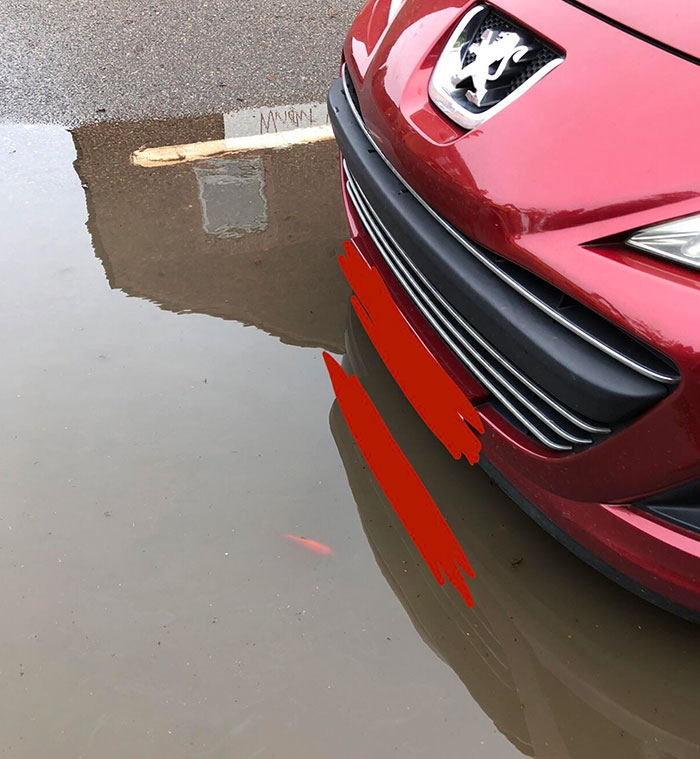 Saw A Goldfish In A Rain Puddle Today
