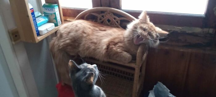 Go Away!! The Top Bunk Is Mine!!!