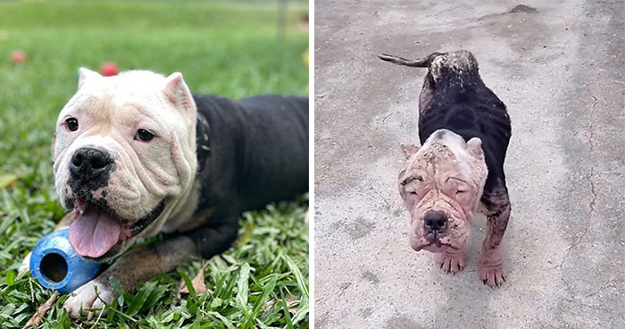 Remarkable Recovery Story Of A Resilient Dog That Was In Desperate Need Of Rescue