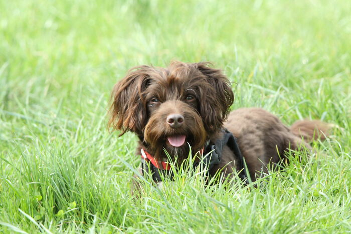 My Dog Rocky. A Mixed Breed Rescue. Not Entirely Sure But I Think He Is Some Sort Of Terrier And Spaniel Mix
