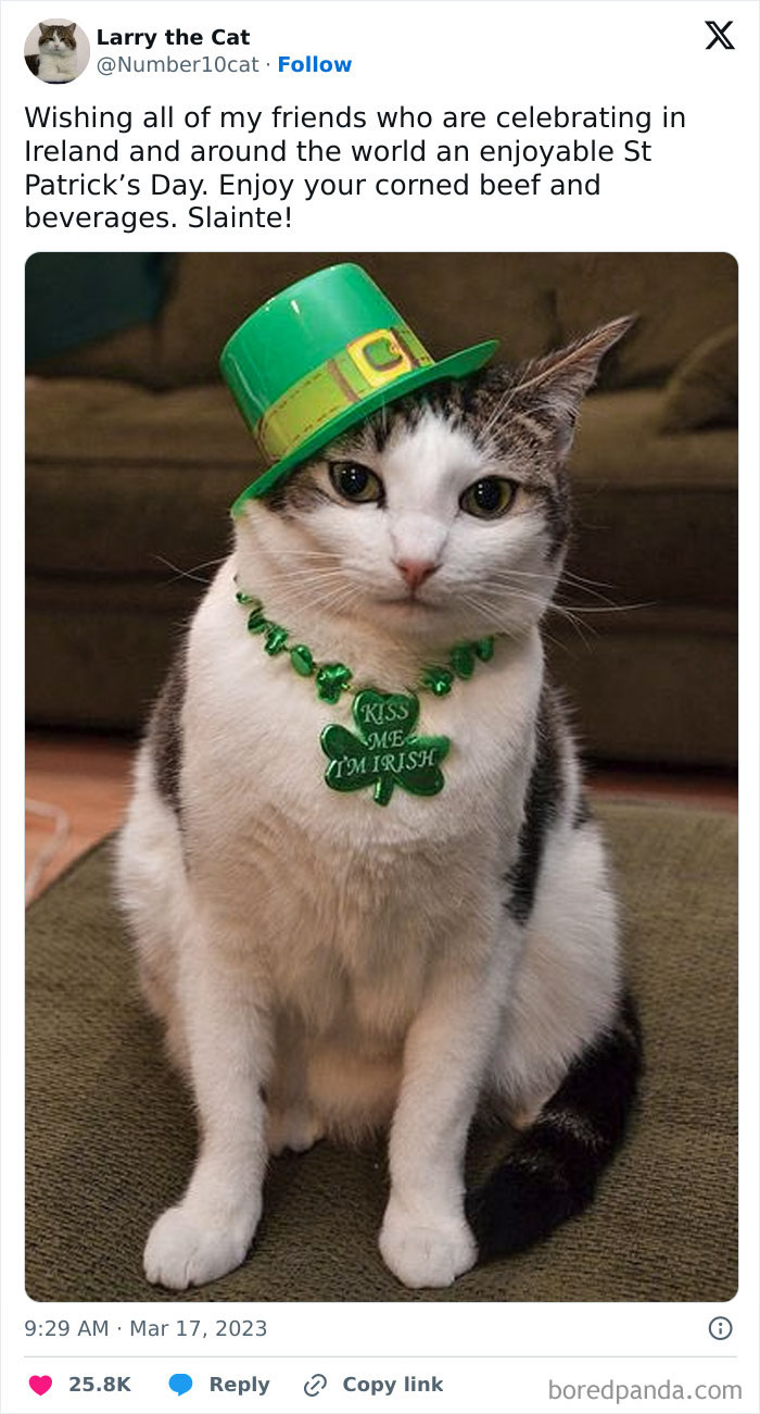 And The Award For Best-Dressed Cat Goes To