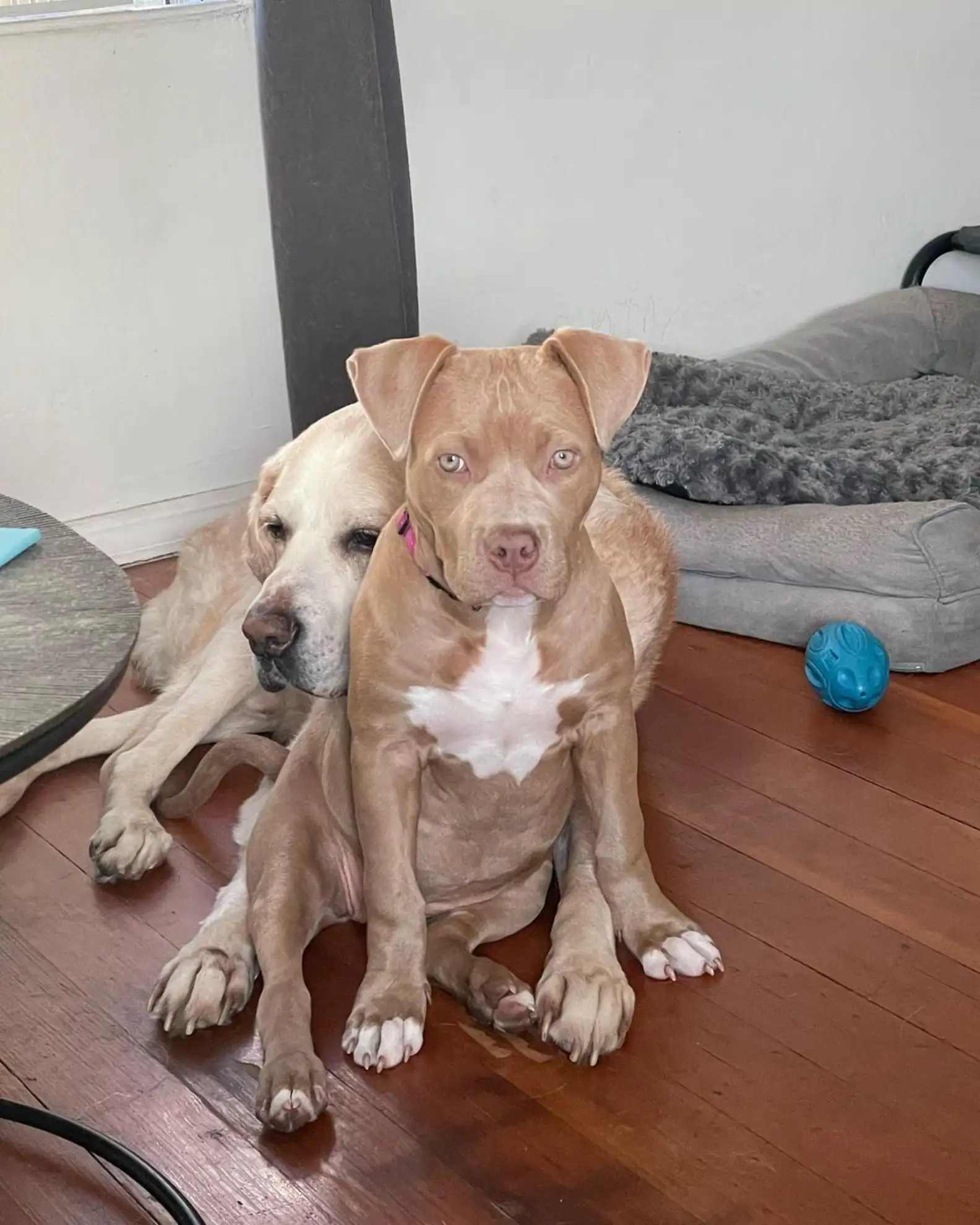 Pit Bull Overjoyed When She Finally Has Friends To Play With After Being Avoided By Other Dogs