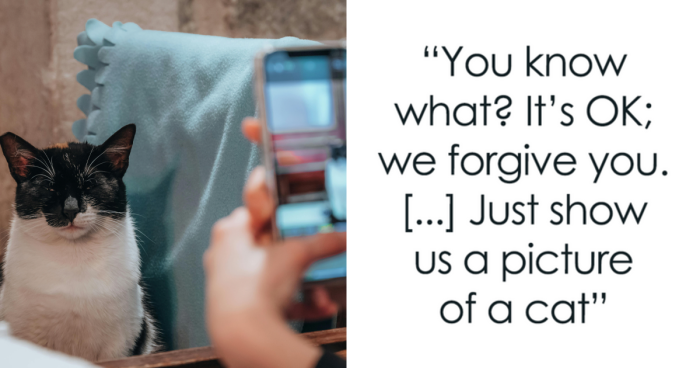 Library Lets People Trade Cat Pics For The Clearing Of Unpaid Dues During March Meowness