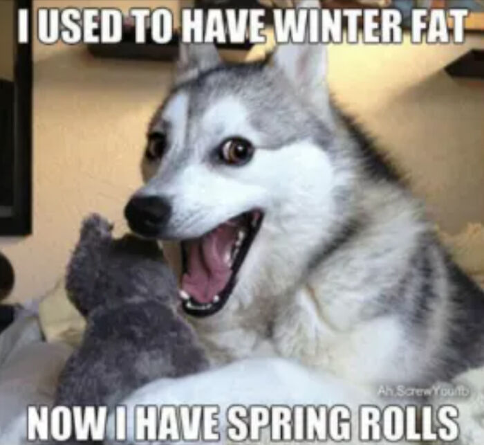 Husky dog humorously captioned with a spring meme about winter fat and spring rolls.