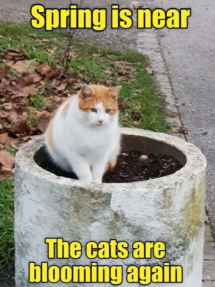 Cat in a planter with text "Spring is near, the cats are blooming again," humorously welcoming spring.