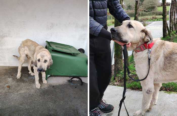 This Dog Got A Second Chance At Life, And His Tail Wags More Than Ever