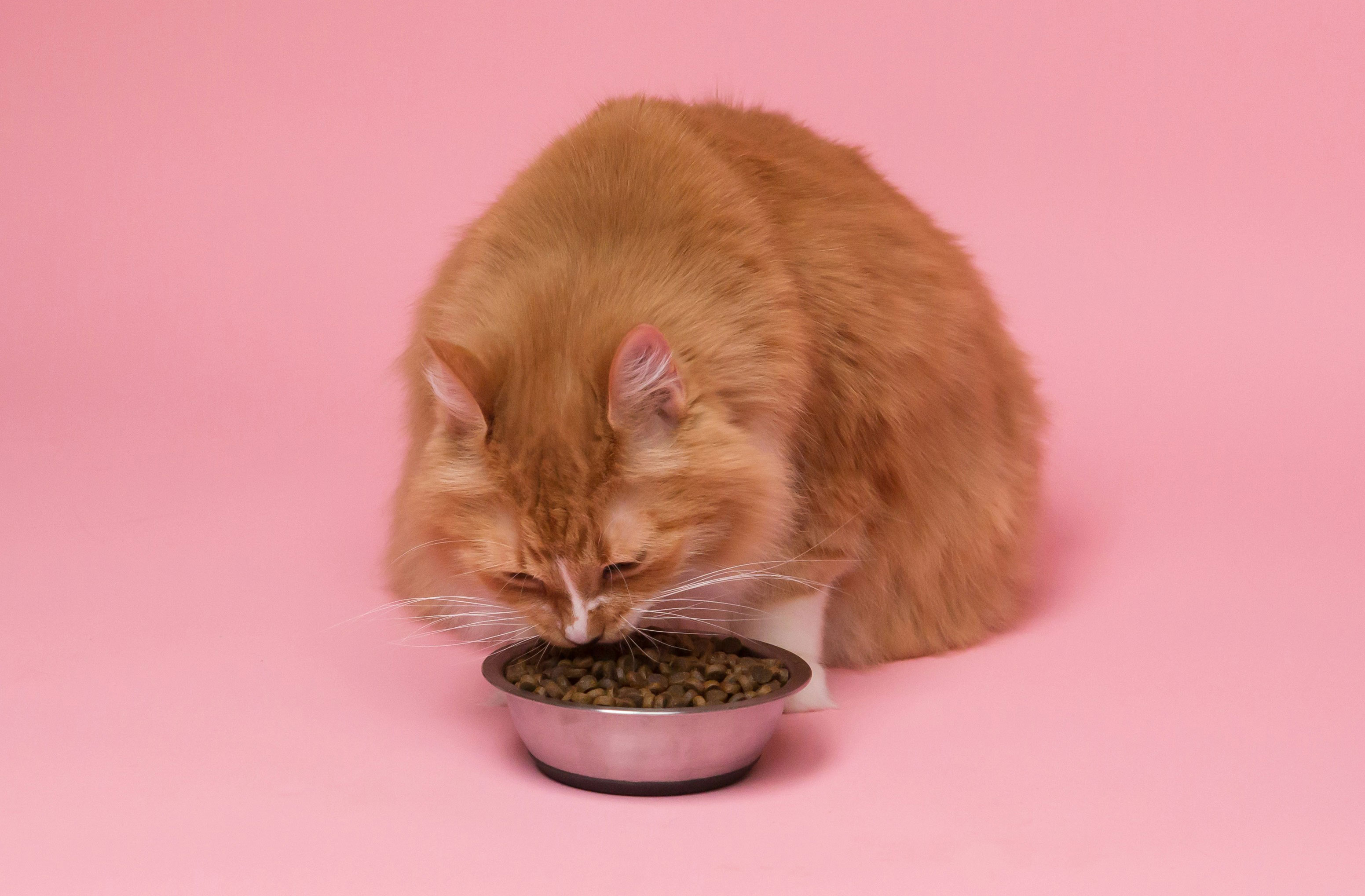 Orange cat eating from a bowl, illustrating switching cat food on a pink background.